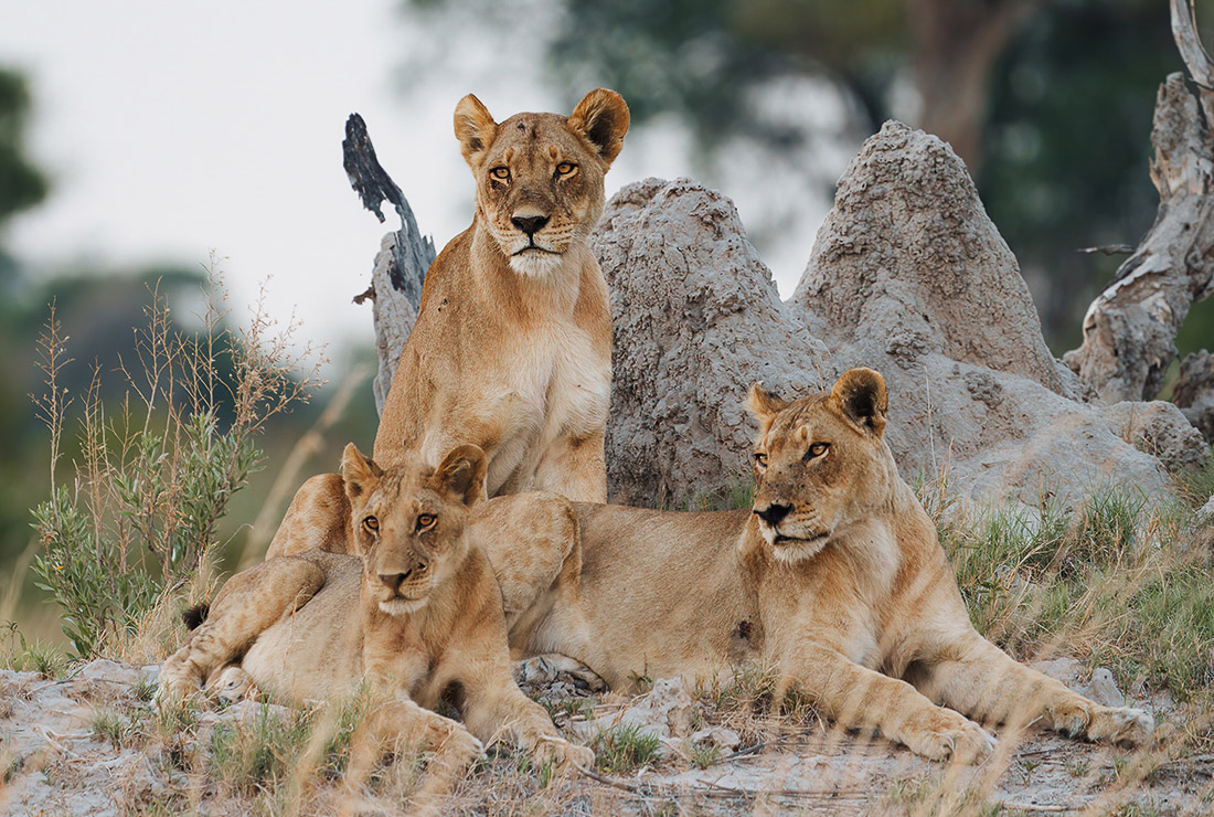 Mulitpurpose 1100x740 0002 bots mokolwane jack swynnerton l4 lion 11 1