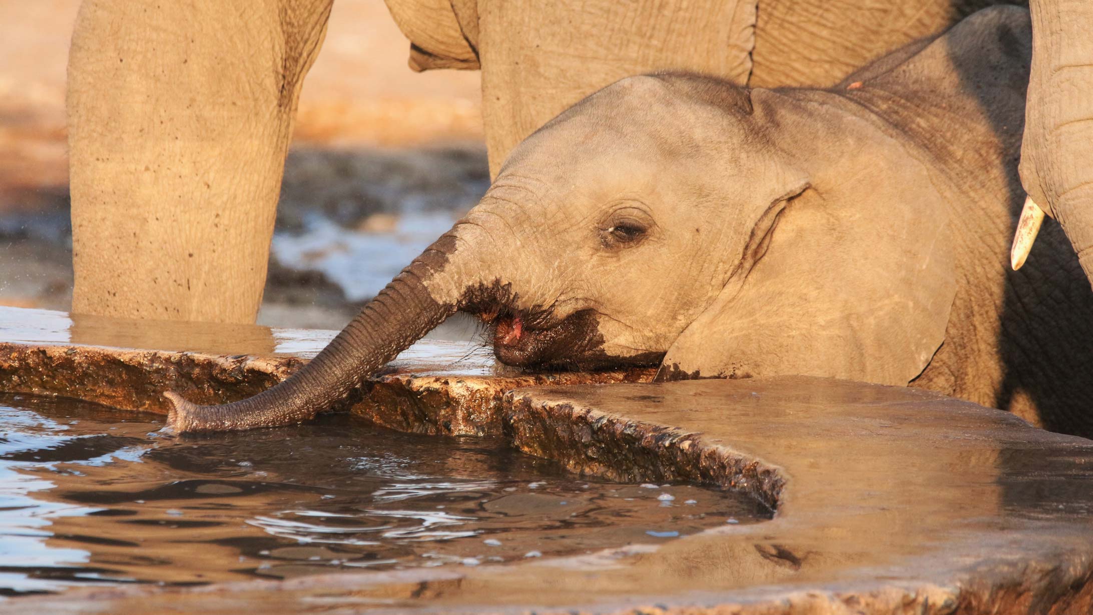 Muddy Teak en Hwange
