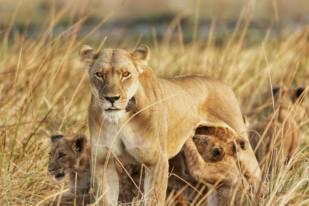 Nanzhila Plains Safari Camp en su destino