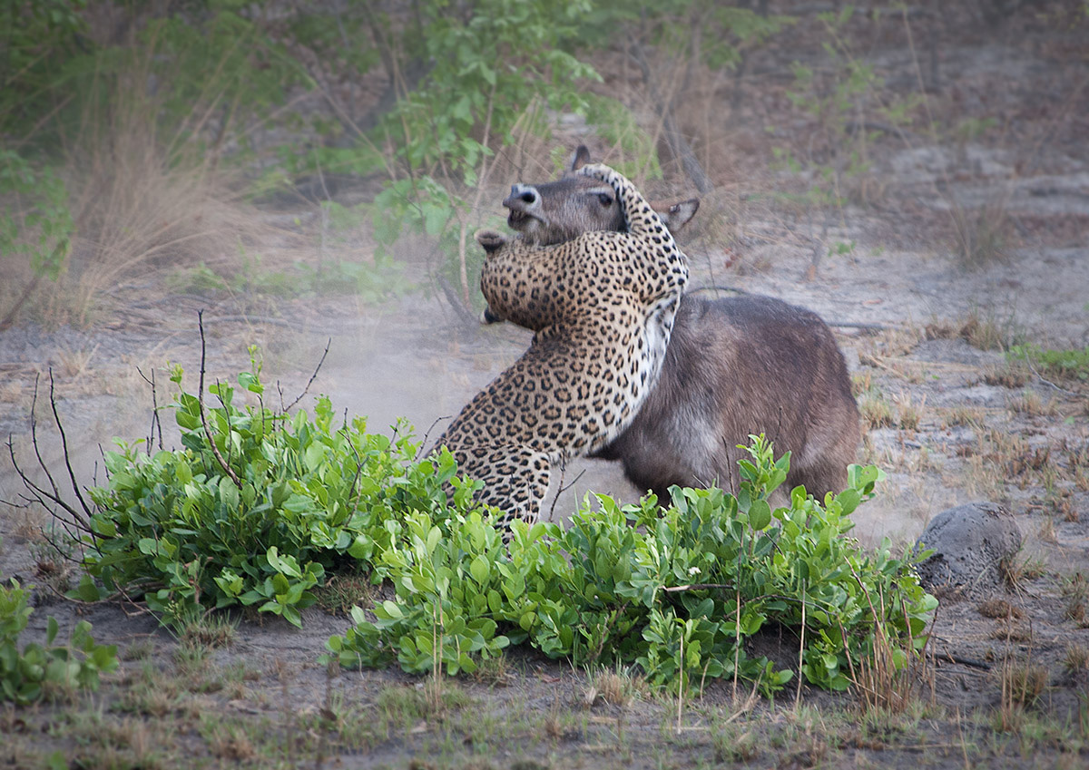 Nanzhila Plains Safari Camp en Nanzhila Plains