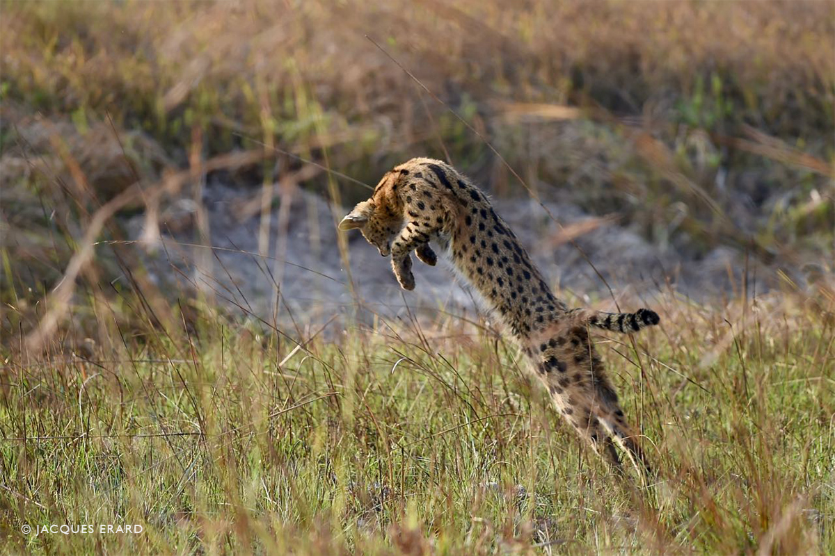 Nanzhila Plains Safari Camp en Nanzhila Plains