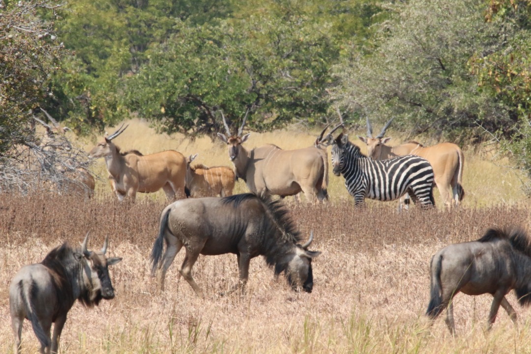 Nanzhila Plains Safari Camp en Nanzhila Plains