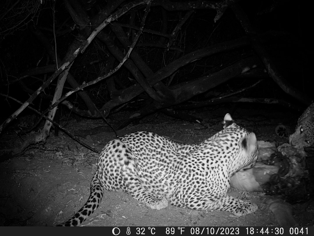 Nanzhila Plains Safari Camp en Nanzhila Plains