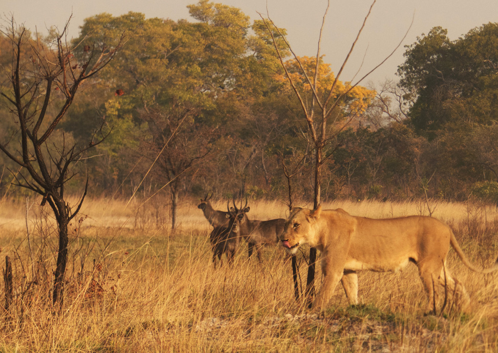Nanzhila Plains Safari Camp en Nanzhila Plains
