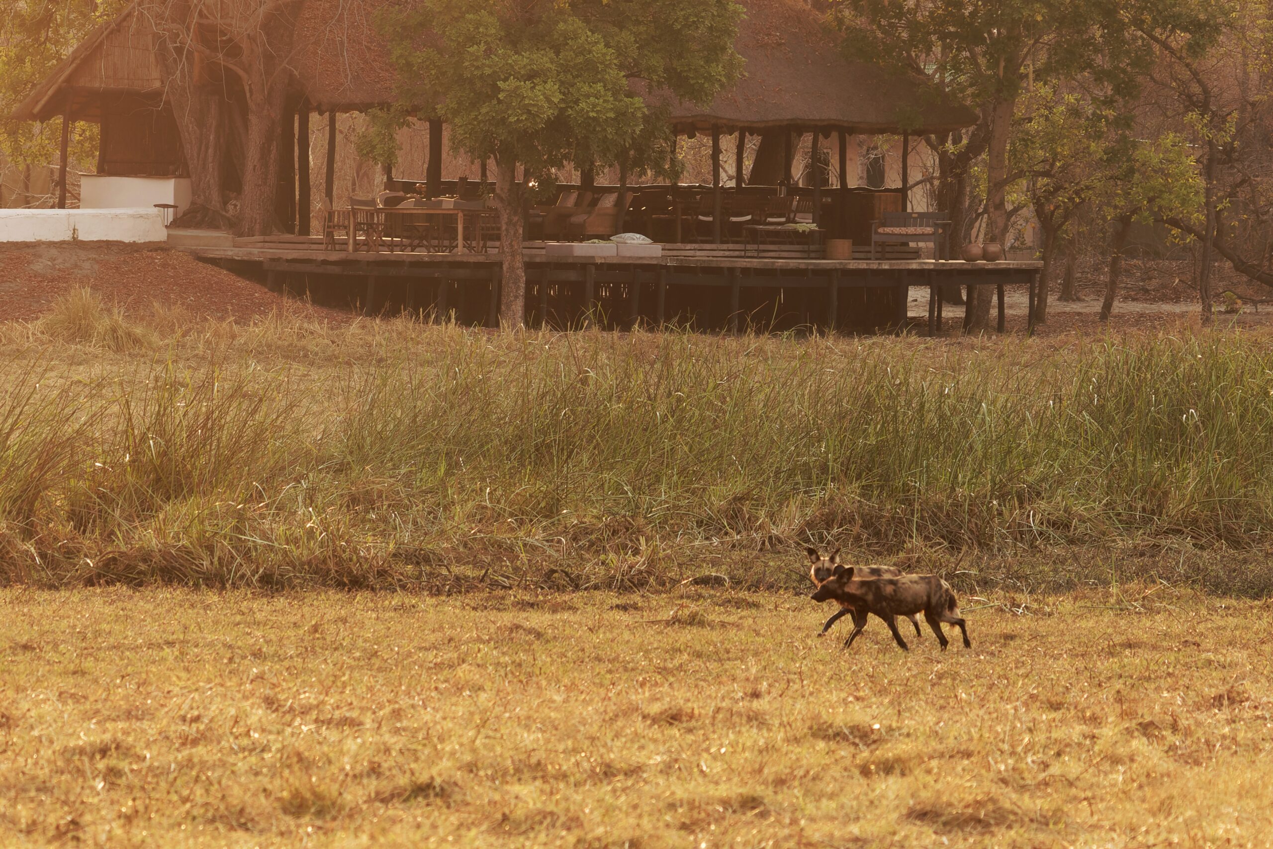Nanzhila Plains Safari Camp en Nanzhila Plains