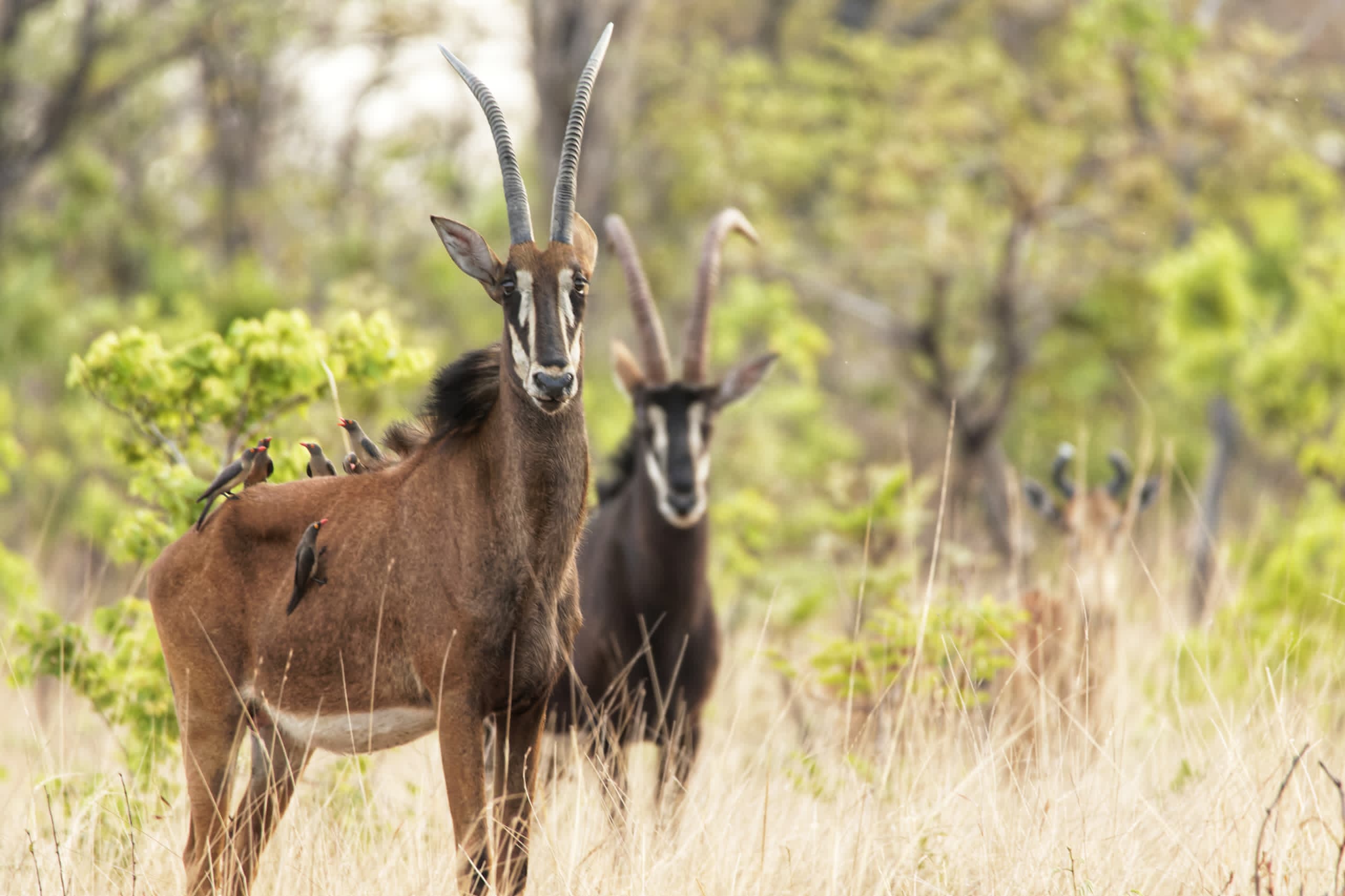 Nanzhila Plains Safari Camp en Nanzhila Plains