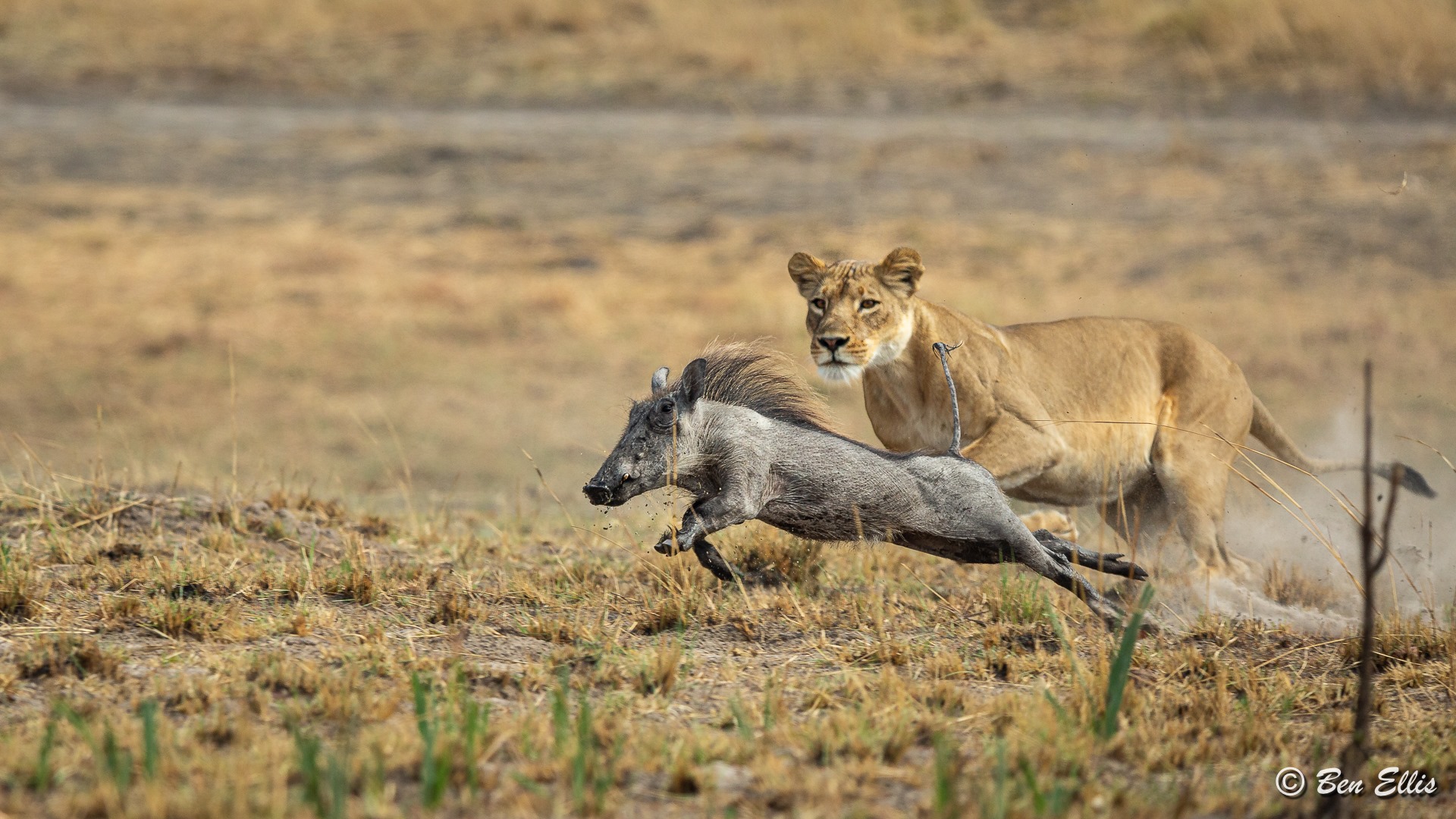 Nanzhila Plains Safari Camp en Nanzhila Plains