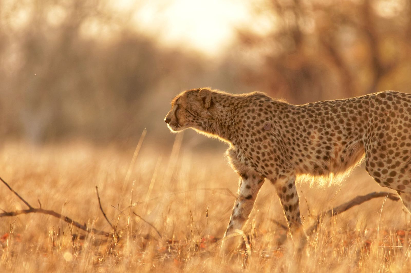 Nanzhila Plains Safari Camp en Nanzhila Plains