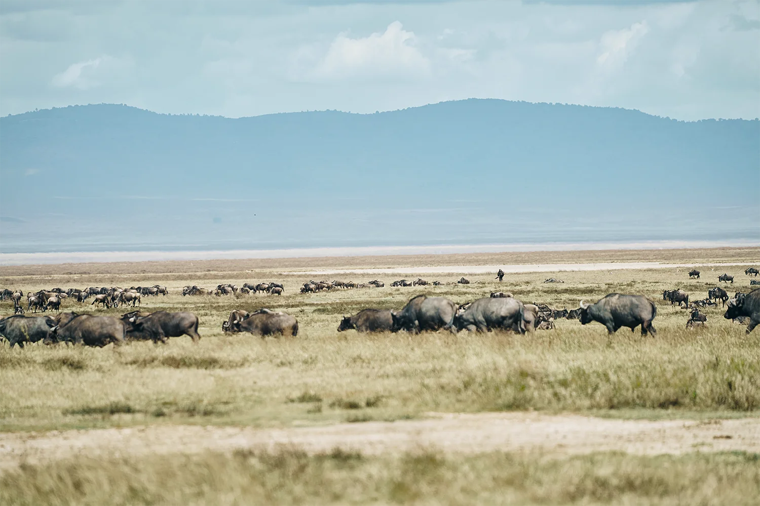 Neptune ngorongoro safari game drive2
