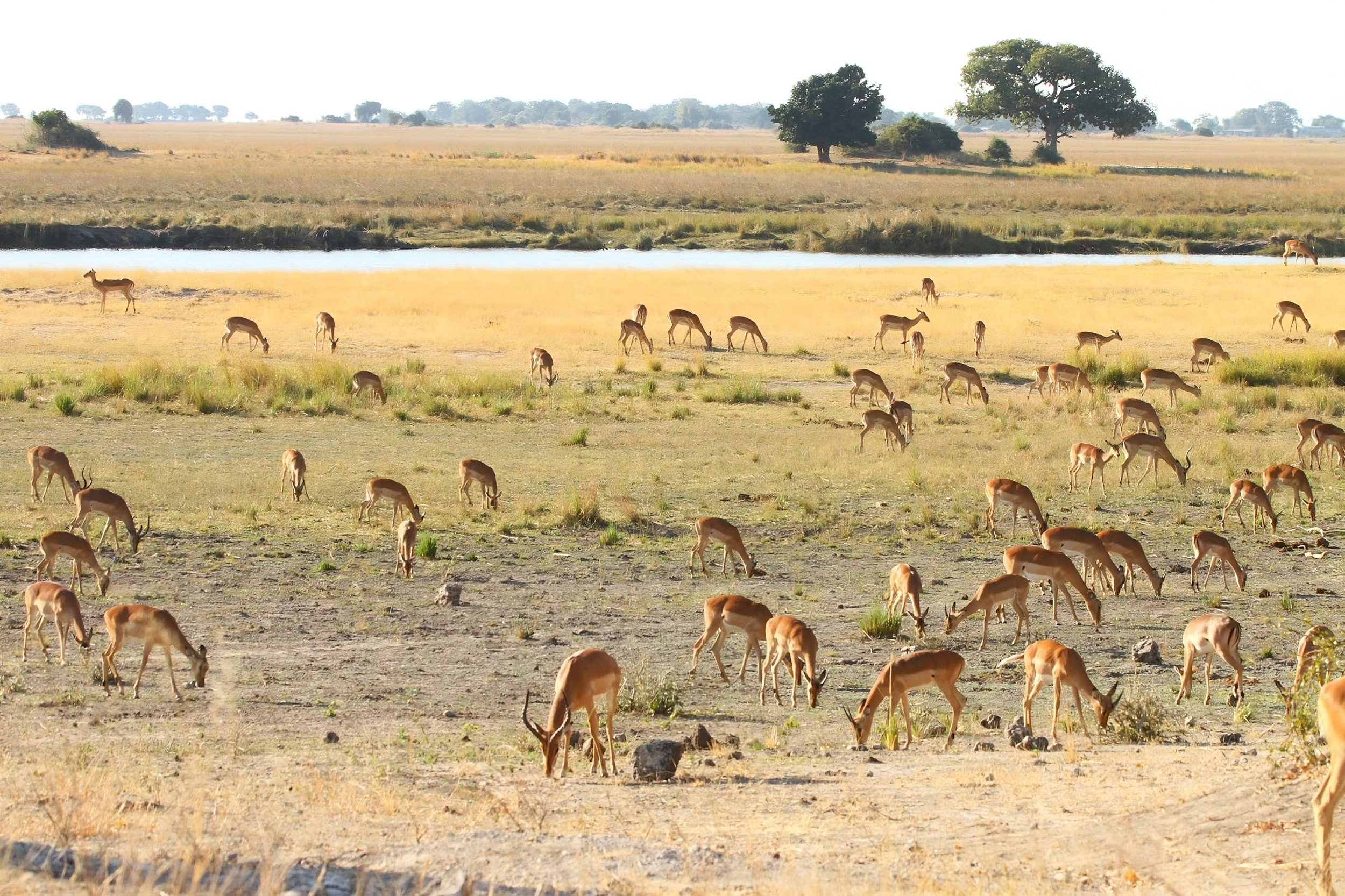 Ngoma Safari Lodge en Chobe