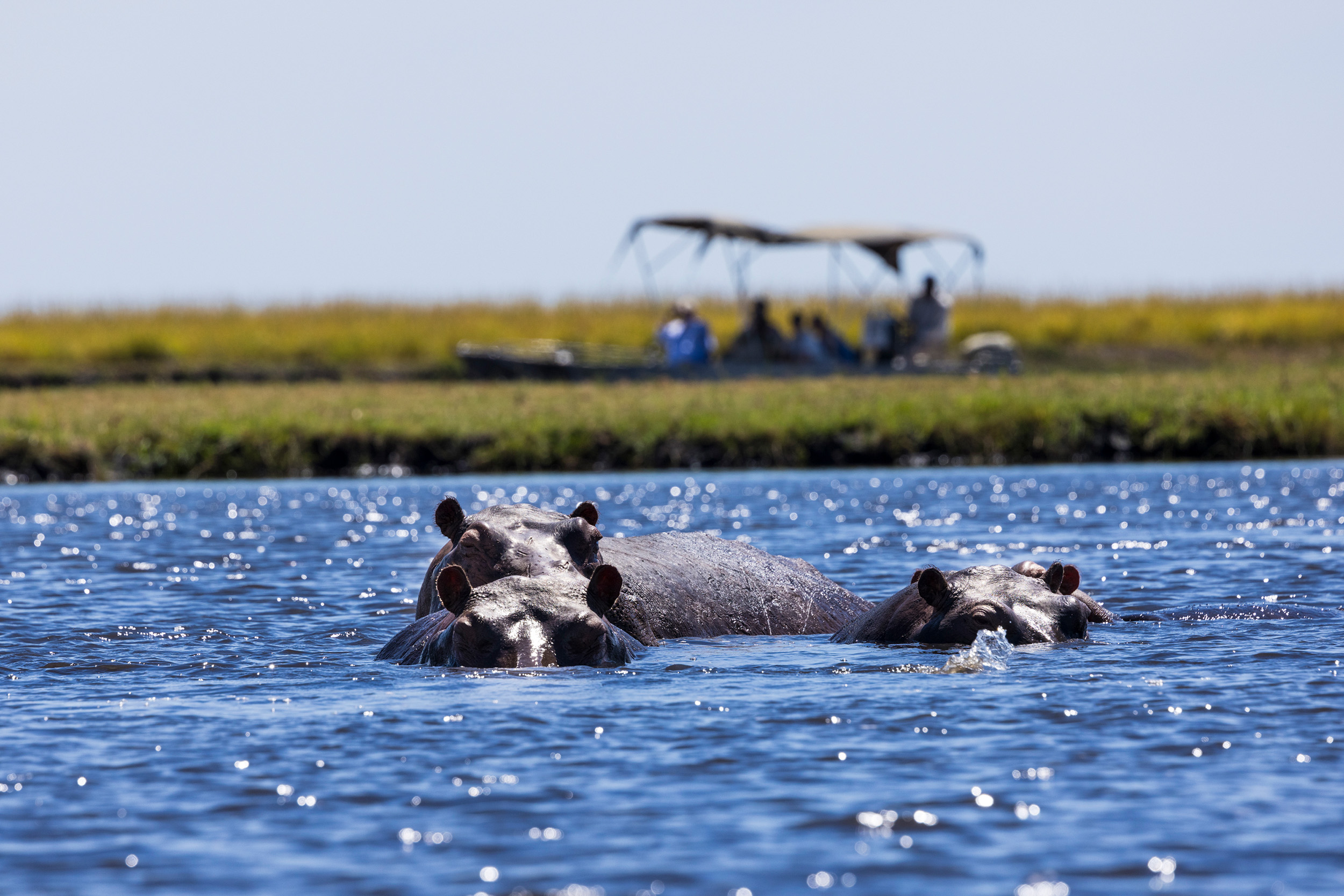 Ngoma Safari Lodge en Chobe