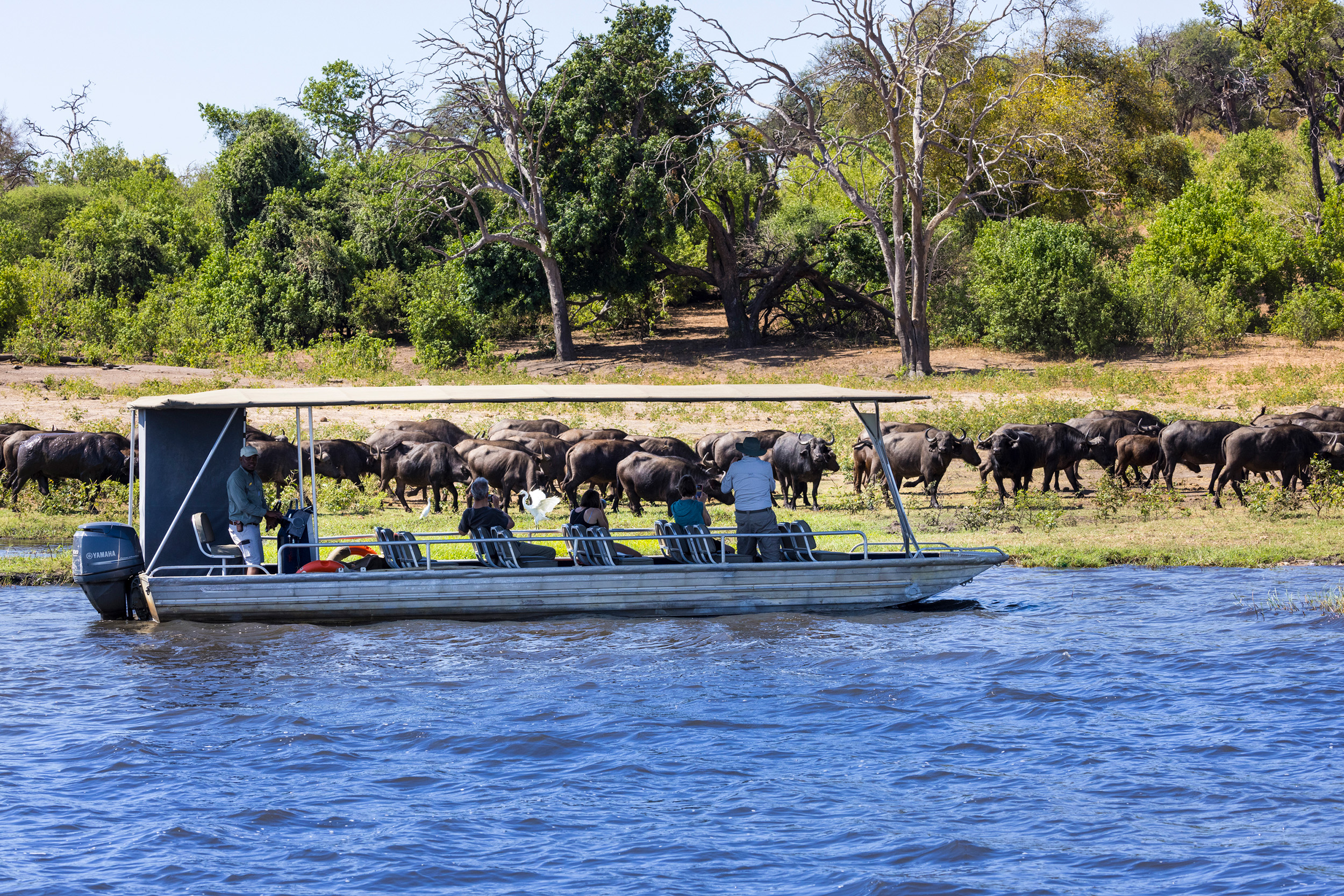 Ngoma Safari Lodge en Chobe