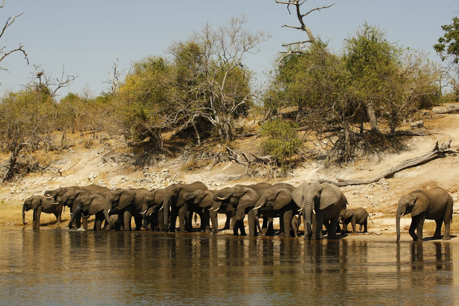 Ngoma Safari Lodge en Chobe