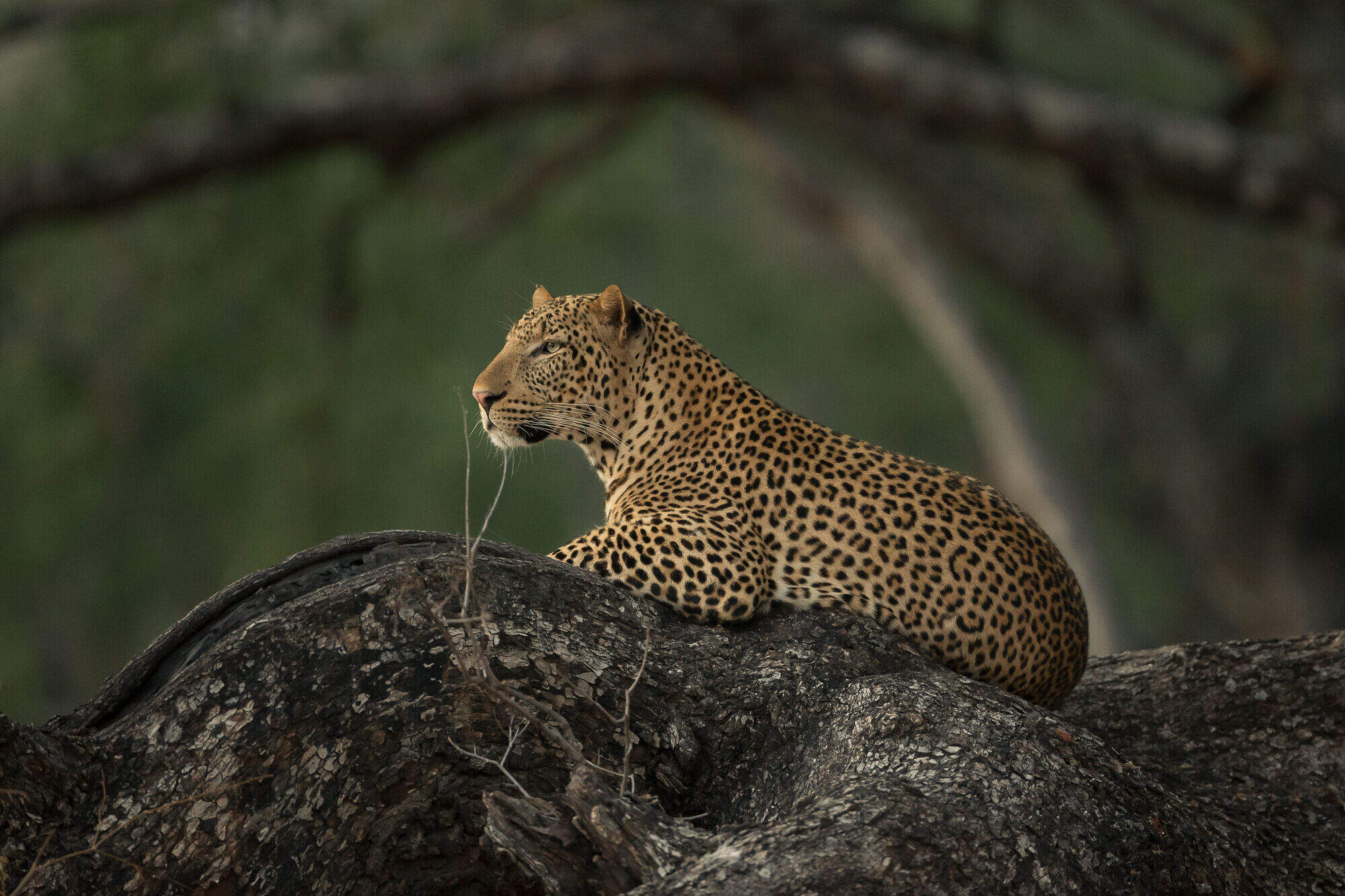 Nkonzi Camp en Luangwa Valley