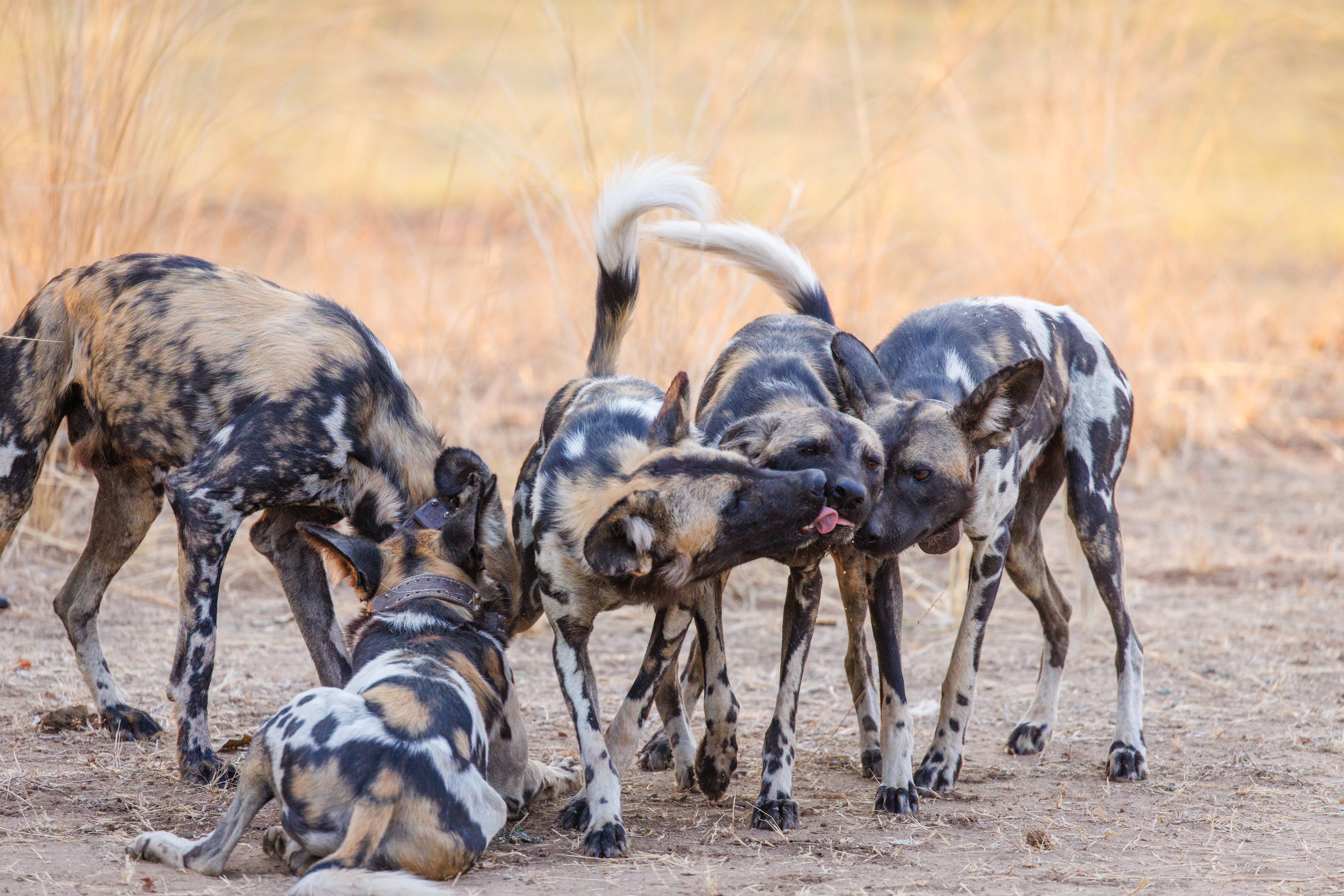 Nkonzi Camp en Luangwa Valley