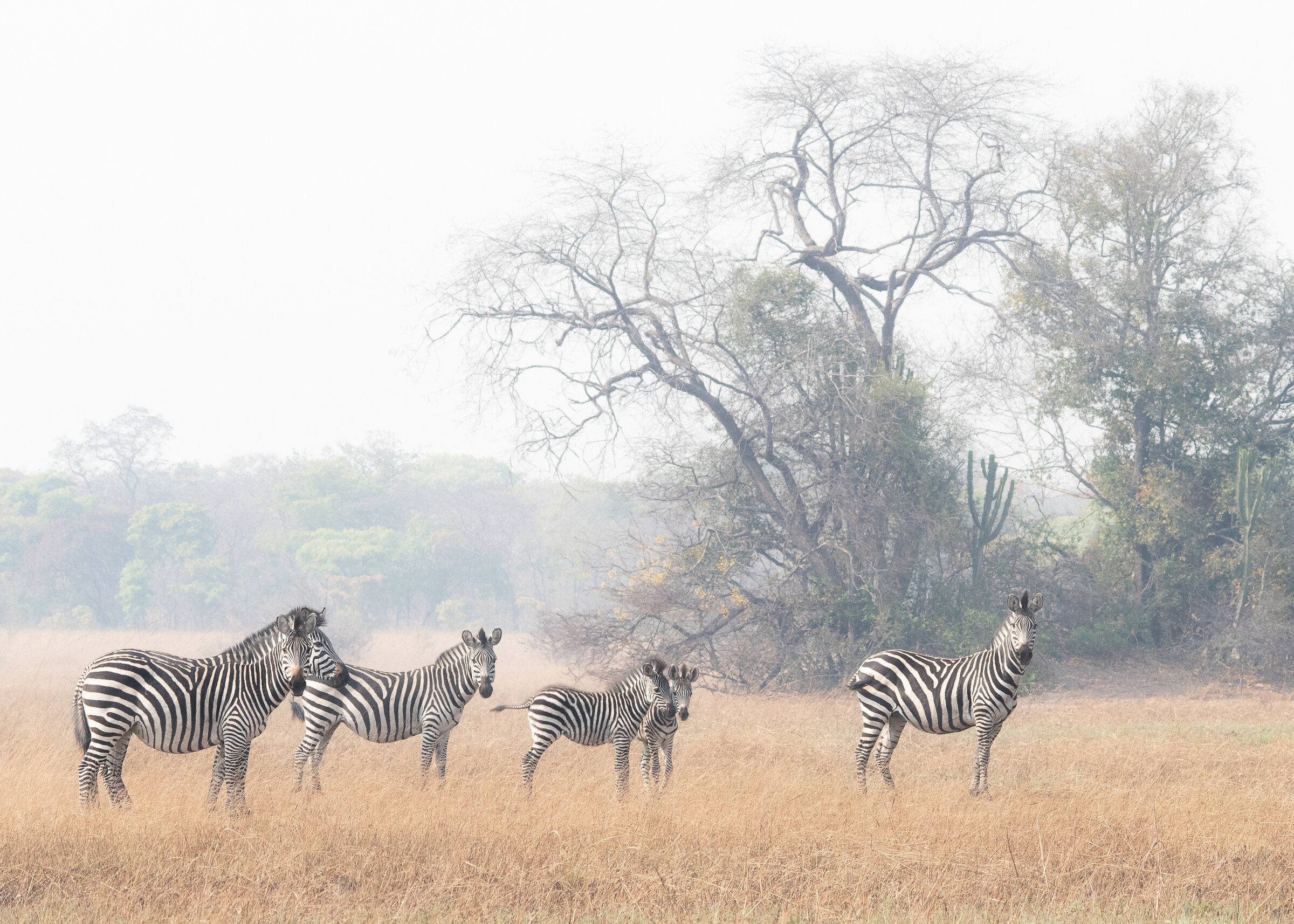 Ntemwa-Busanga Camp en Busanga Plains