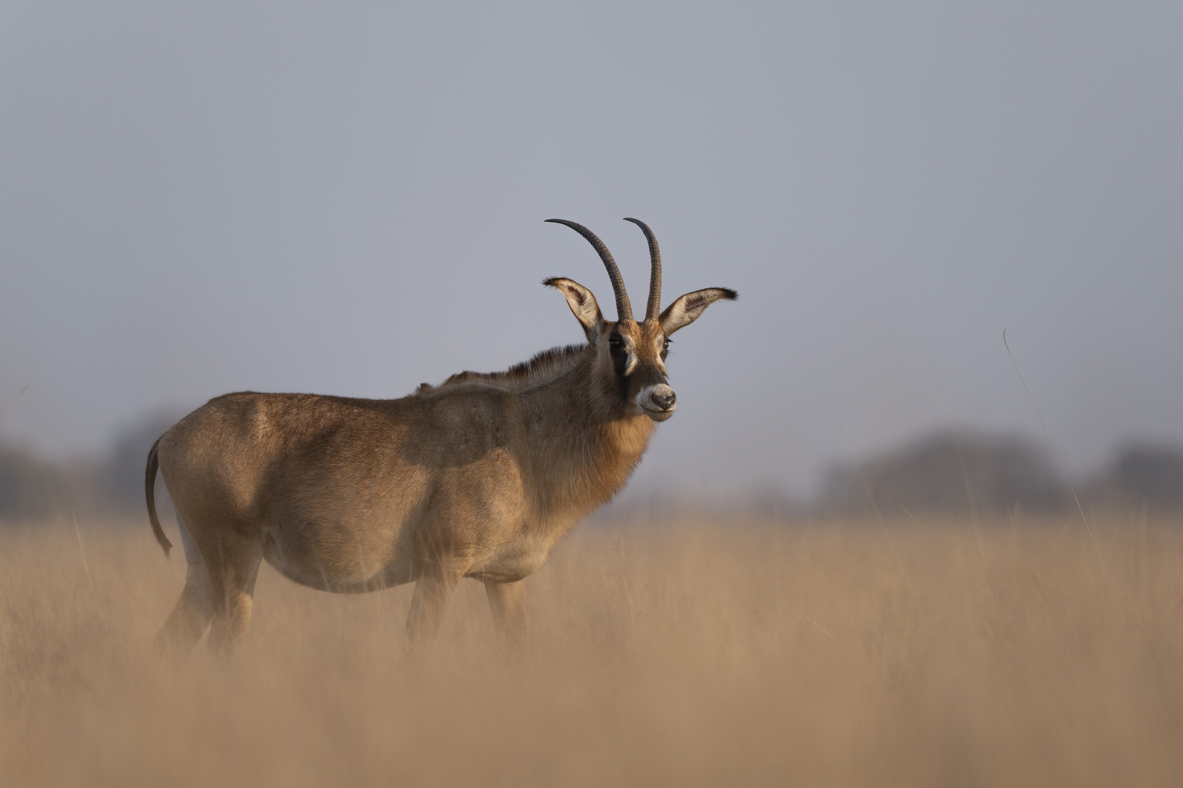 Ntemwa-Busanga Camp en Busanga Plains