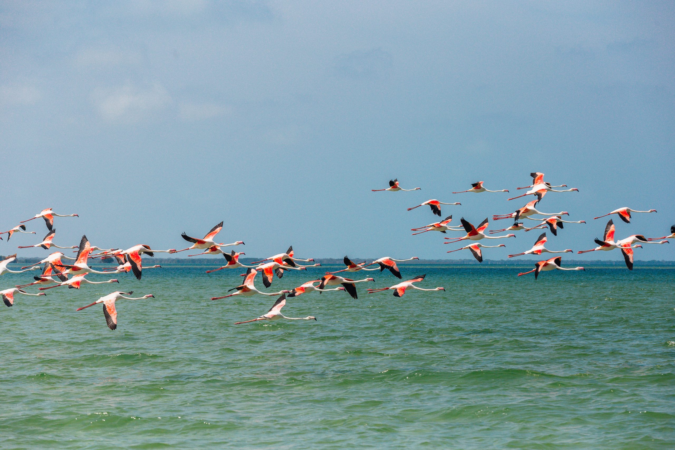 Flamingosinflight img 1