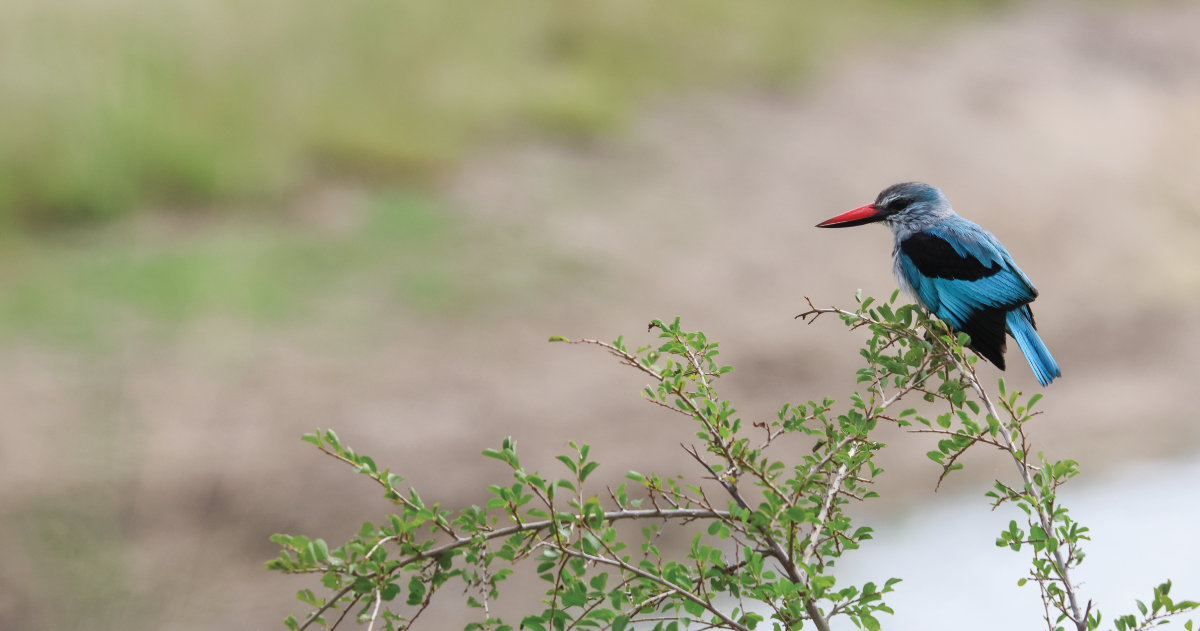 Robins Camp en Hwange