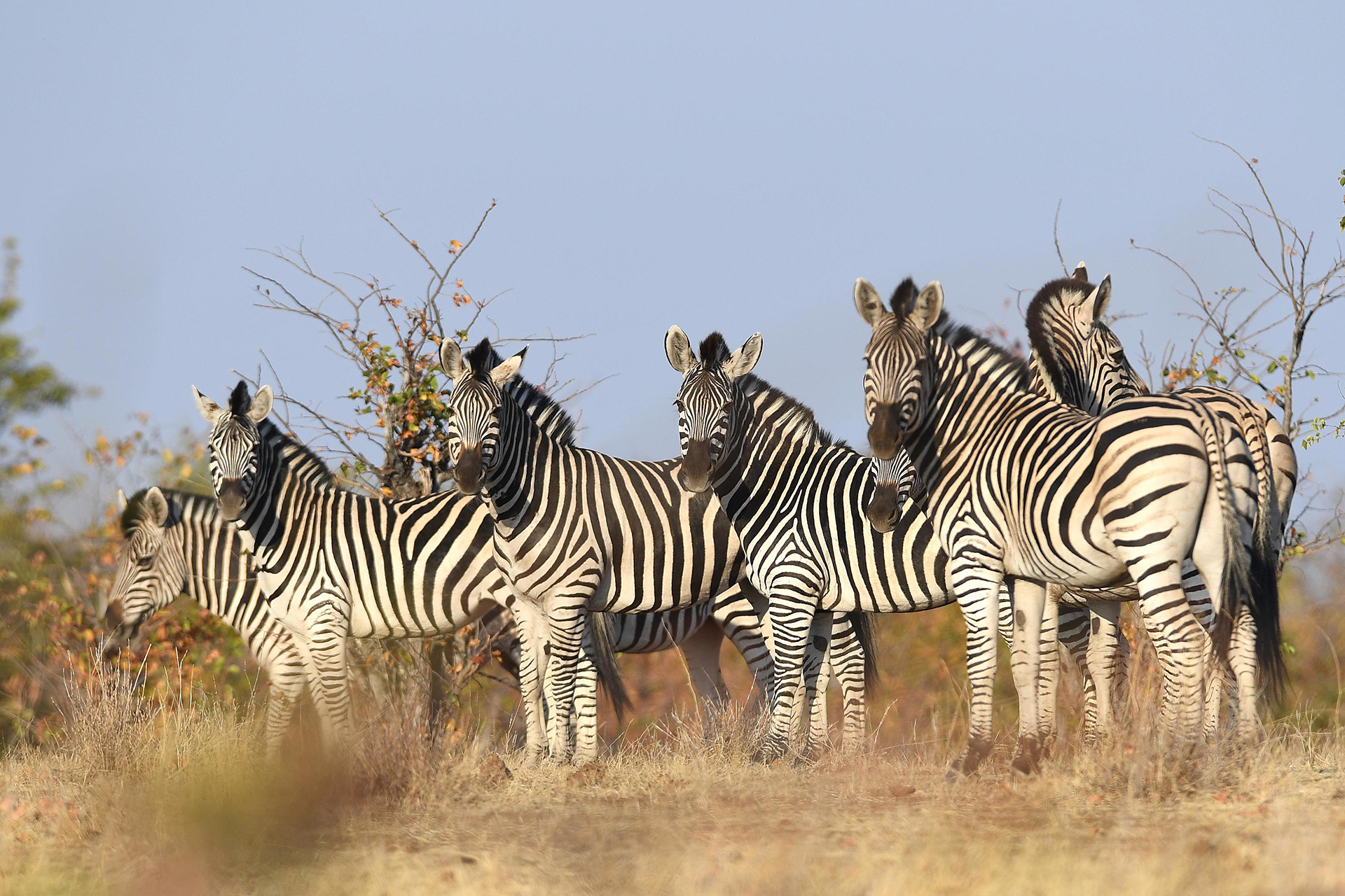 Robins Camp en Hwange