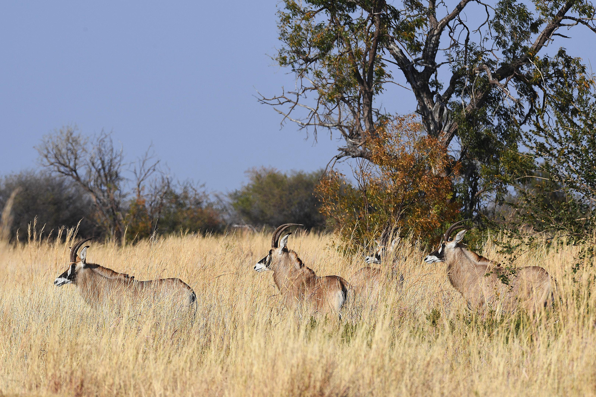 Robins Camp en Hwange