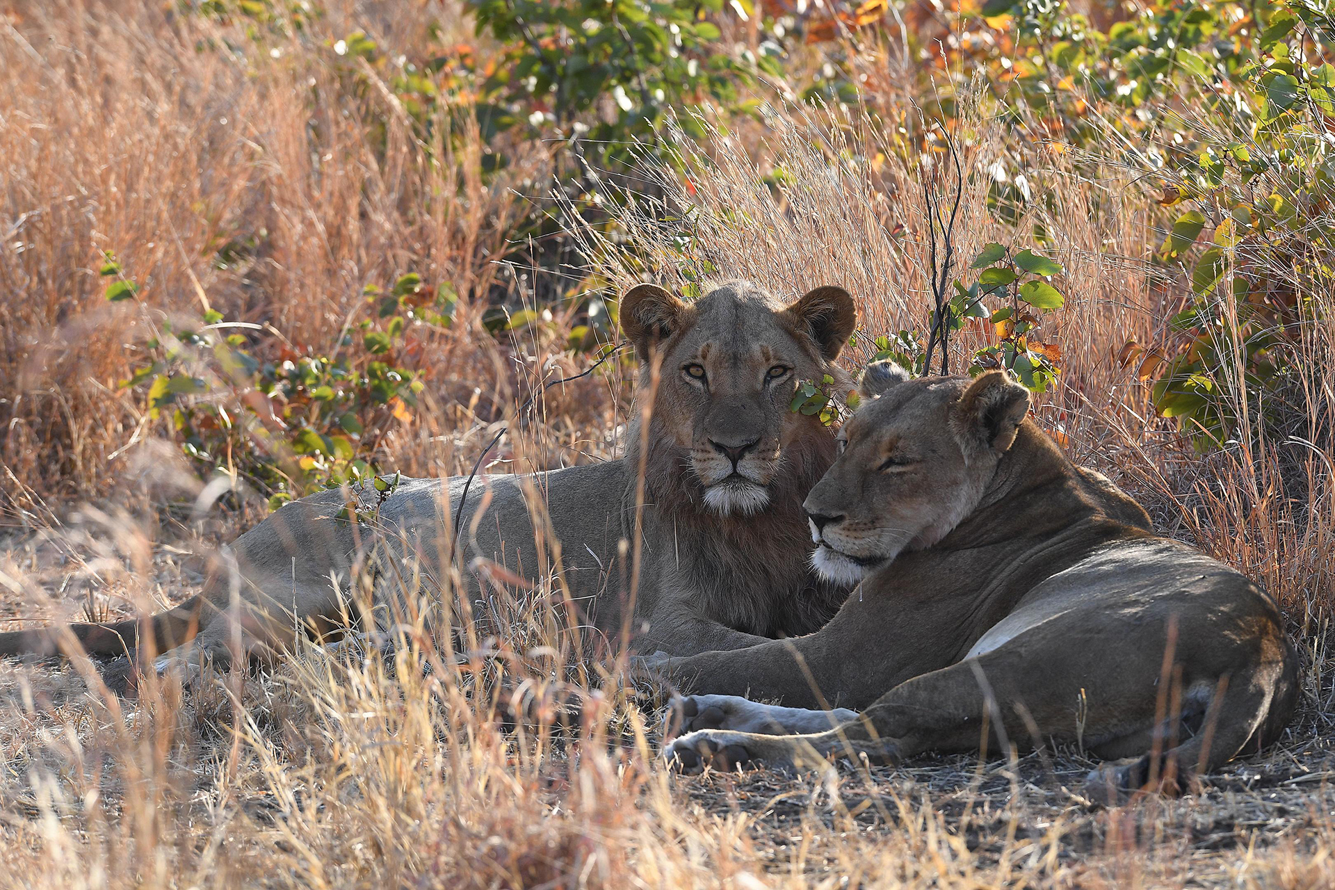 Robins Camp en Hwange