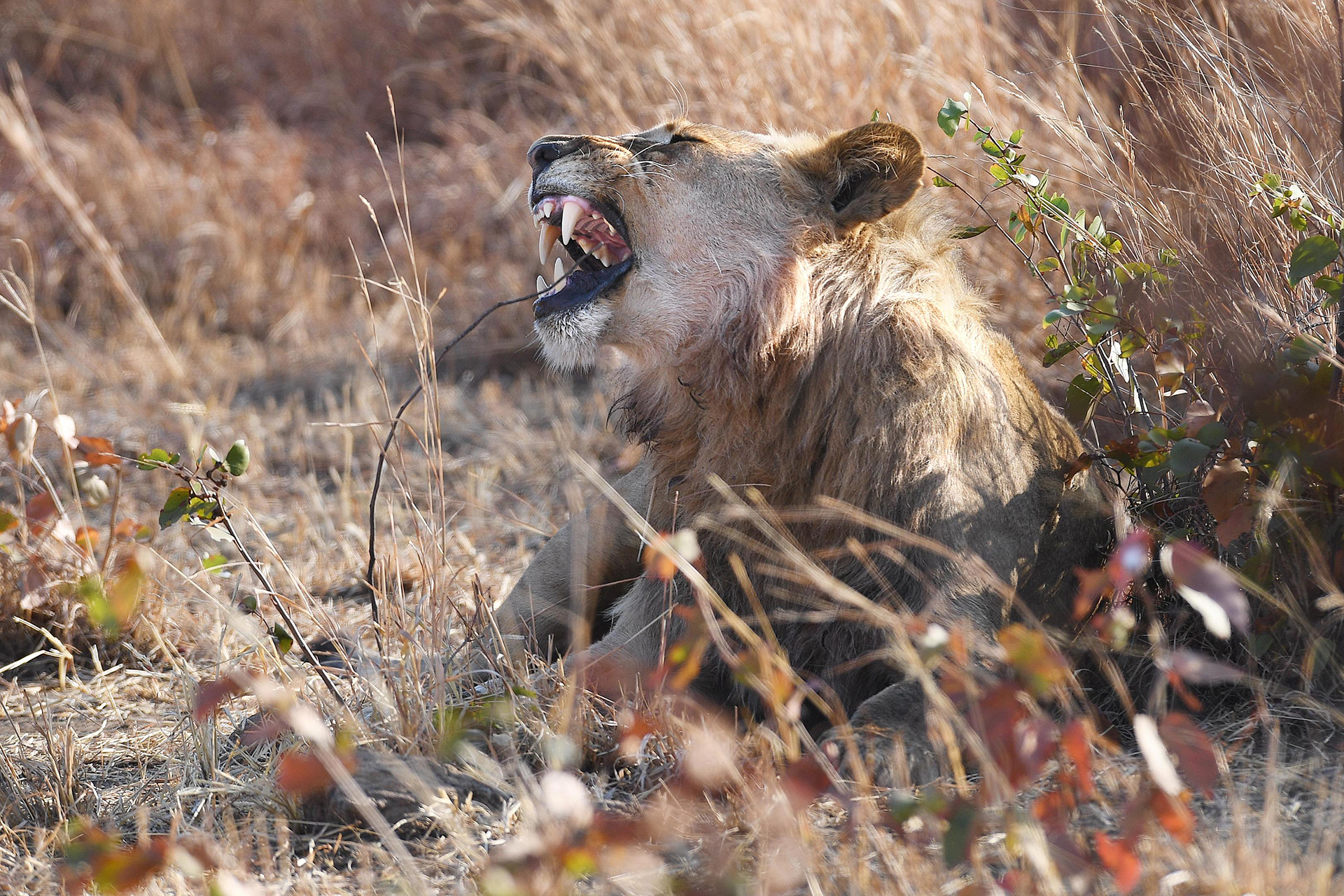 Robins Camp en Hwange