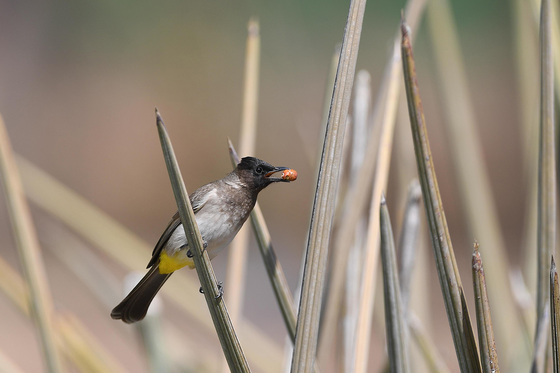 Robins Camp en Hwange