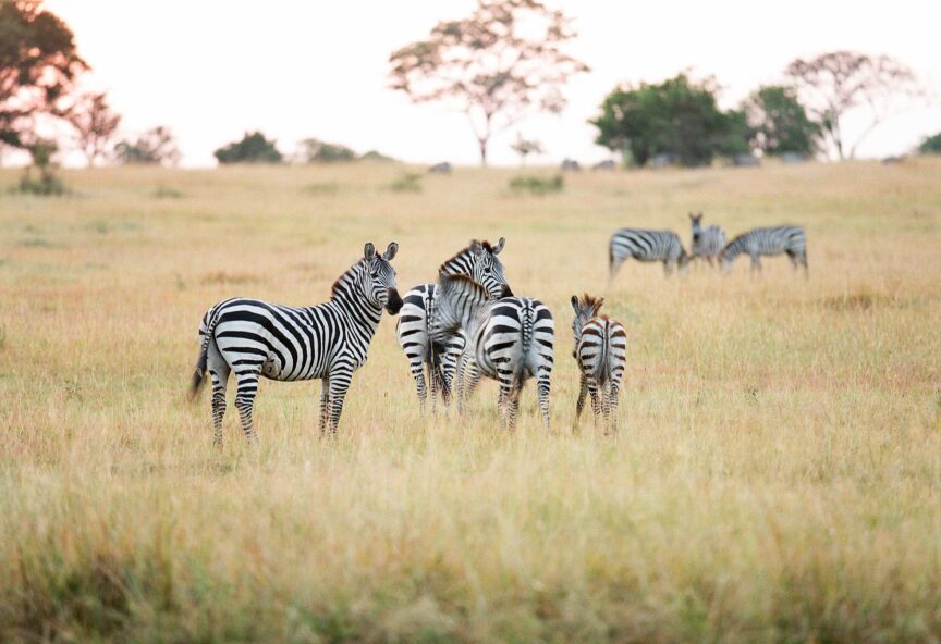 Roving Bushtops en Serengeti