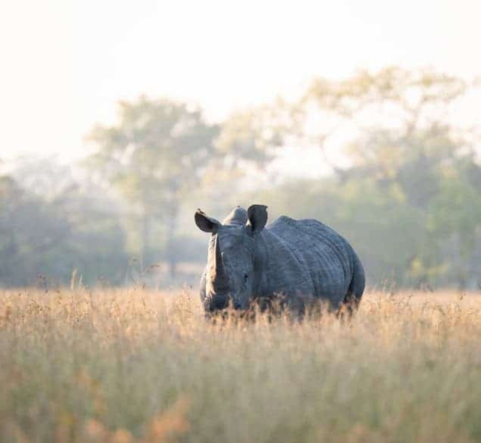 Royal Malewane Masiya's Camp en Kruger National Park