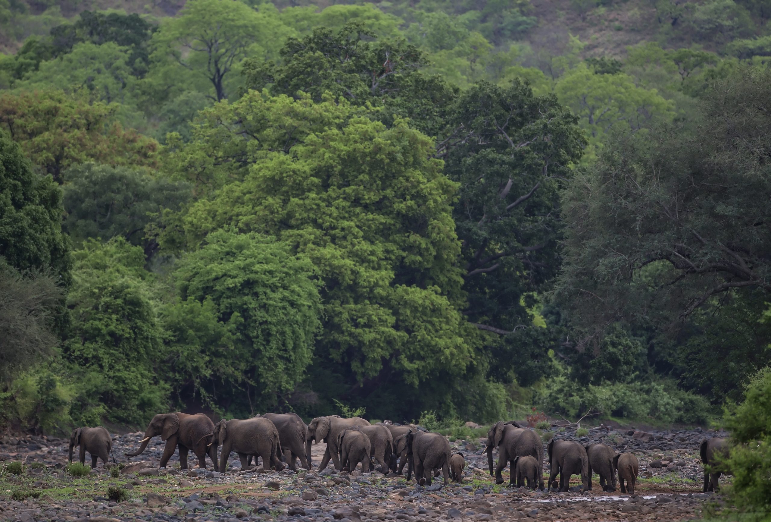 Elephants crossing dry river wm24076