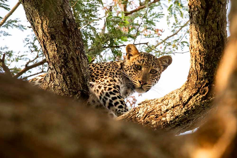 Ruckomechi Camp en Mana Pools