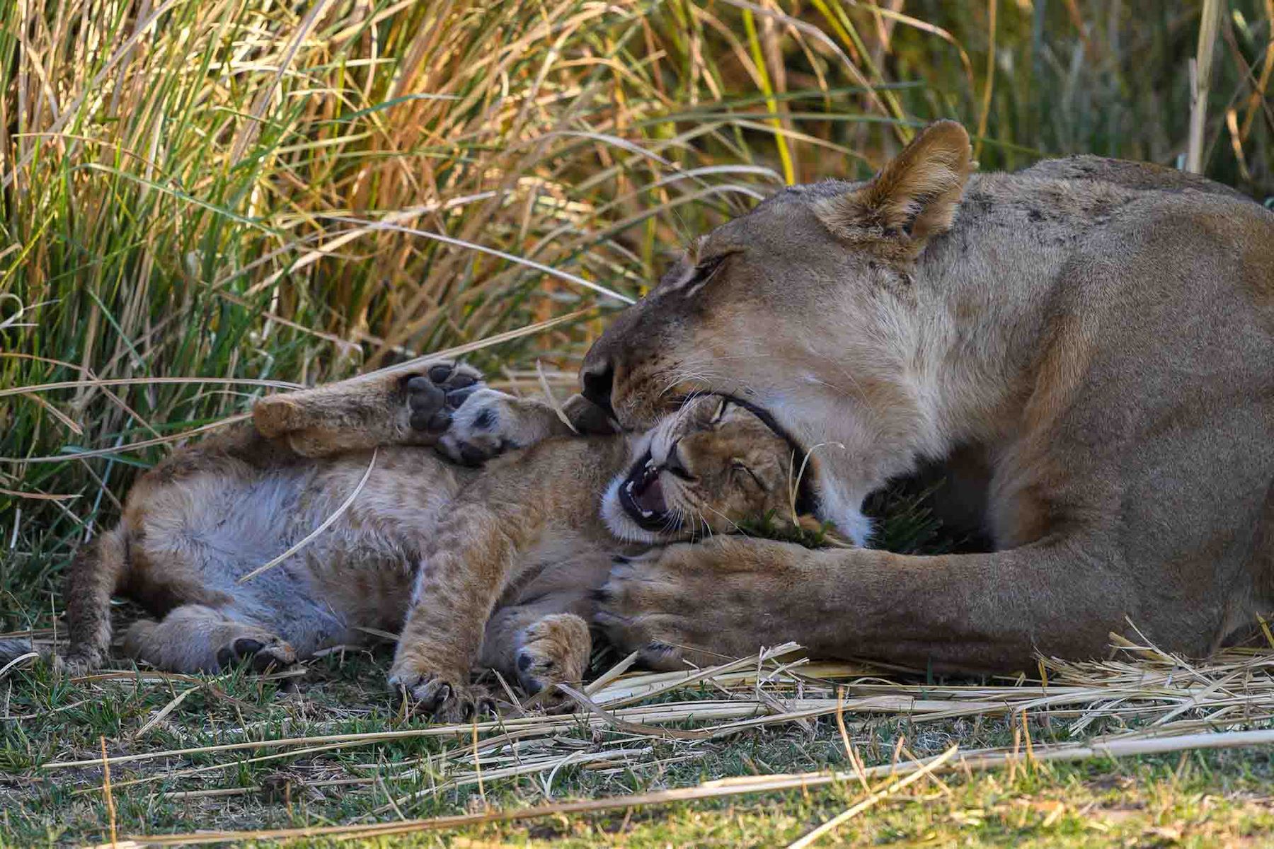 Ruckomechi Camp en Mana Pools