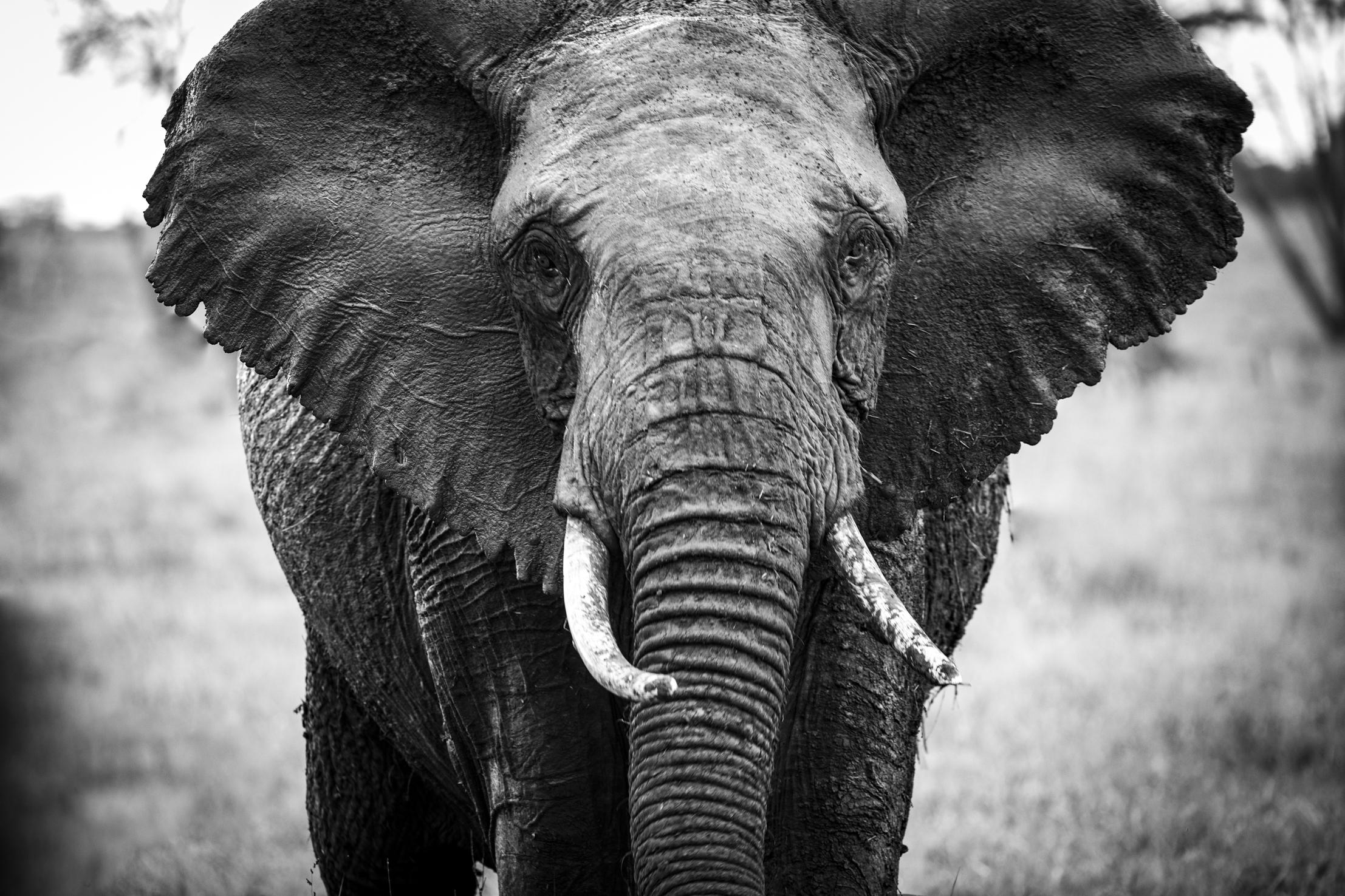 Segera Retreat en Laikipia 