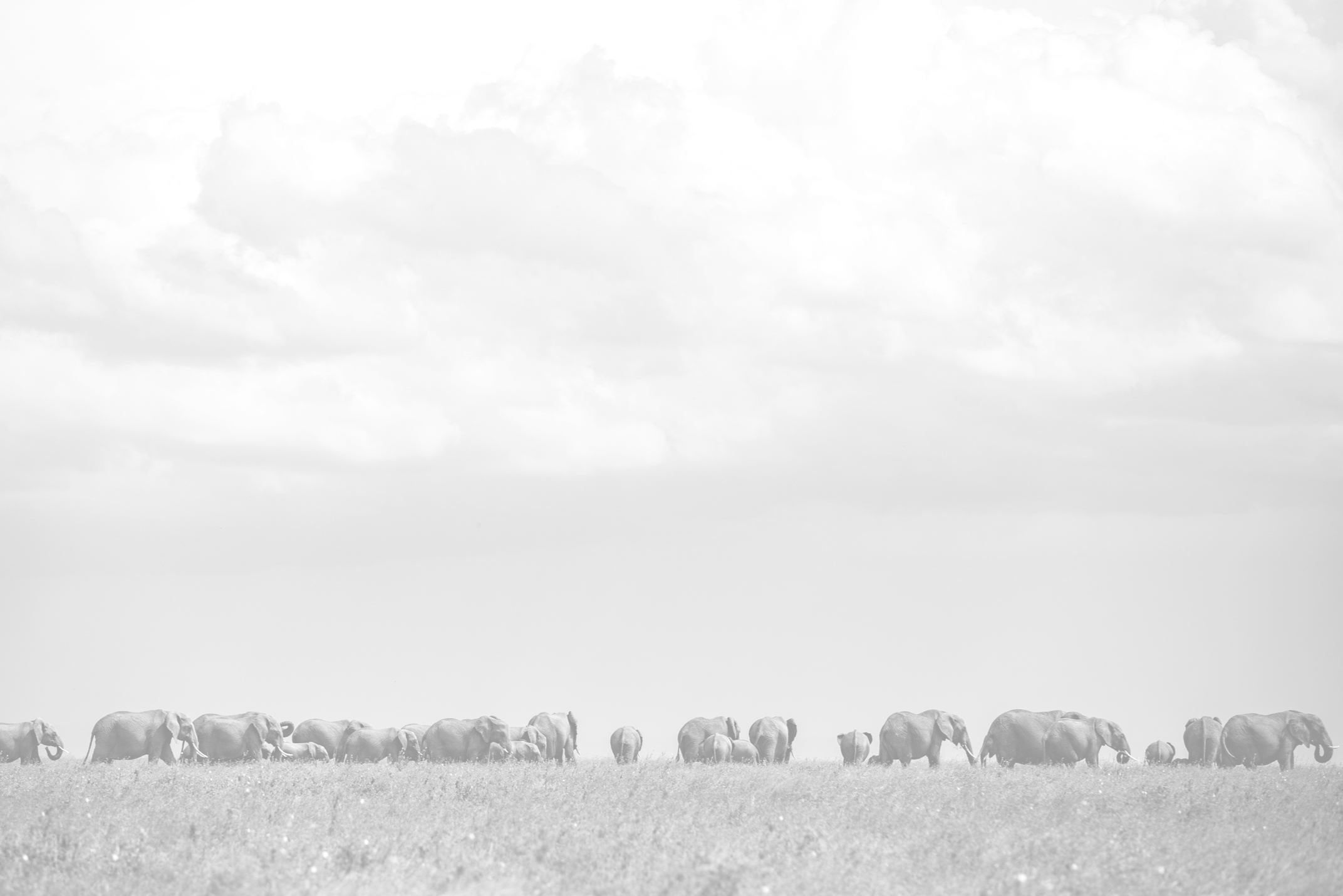Segera Retreat en Laikipia 