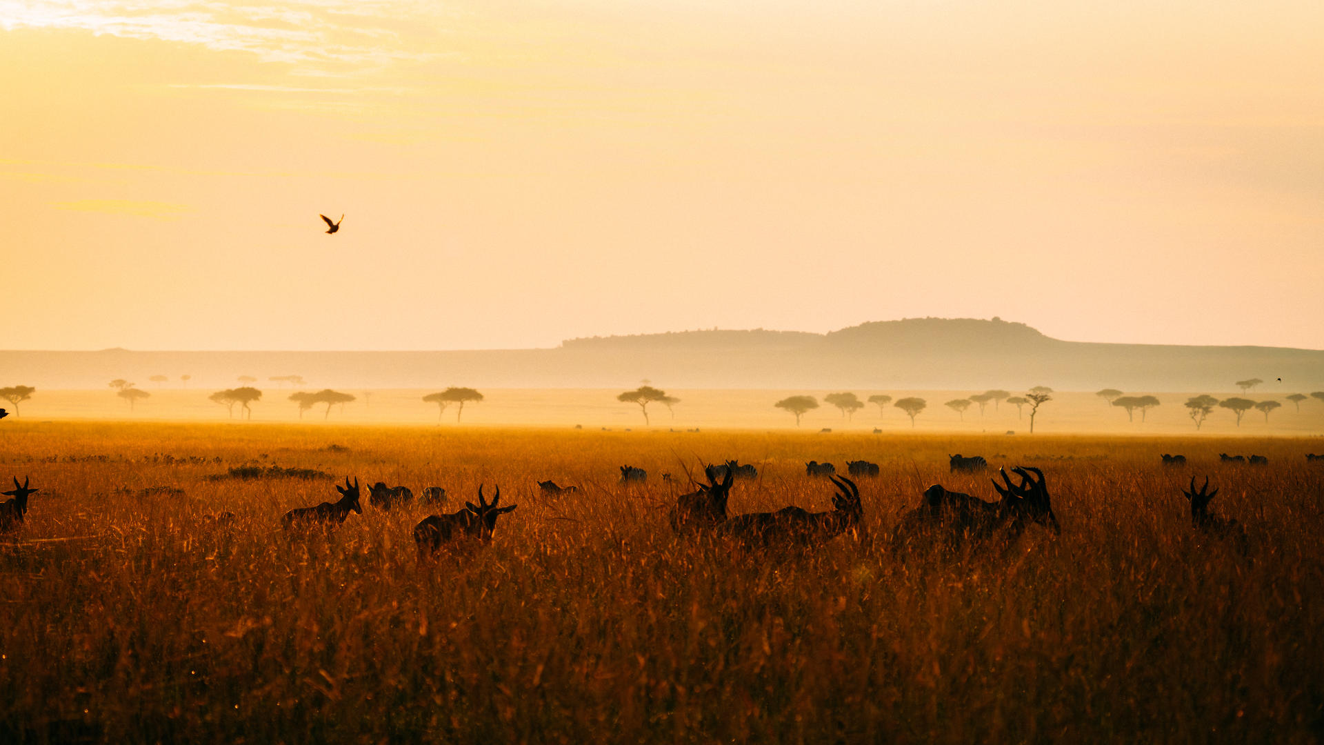 Serian's Serengeti Lamai en Serengeti