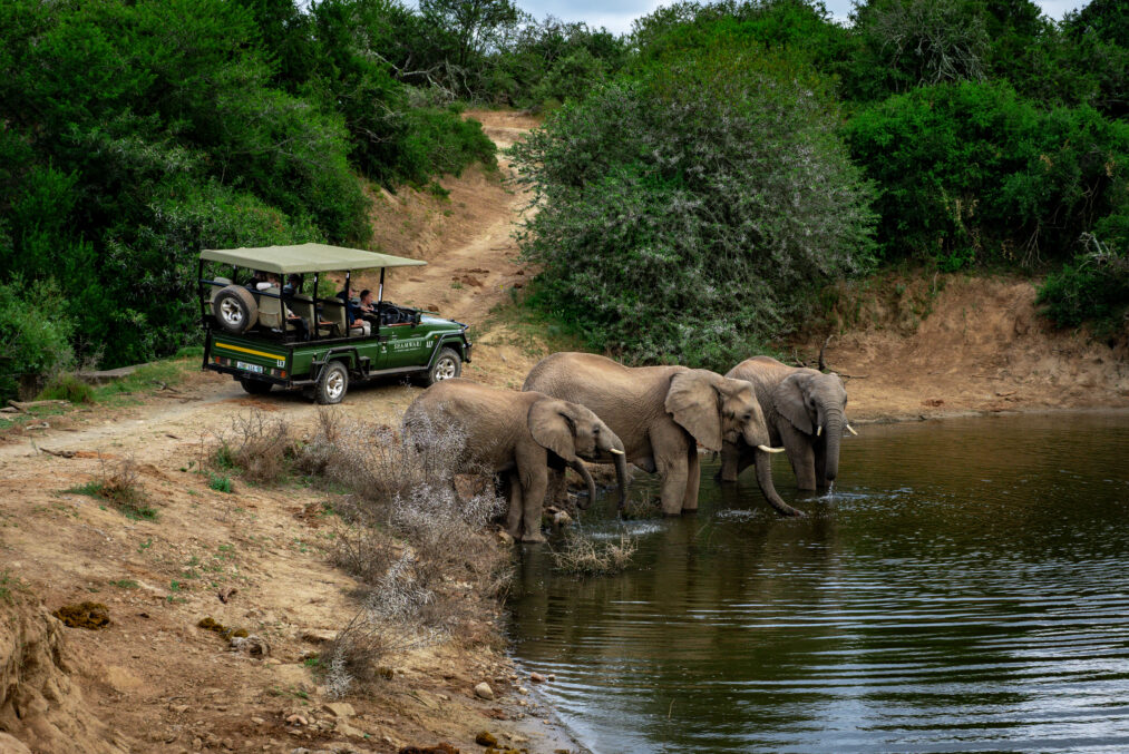 Game drive elephants watering hole