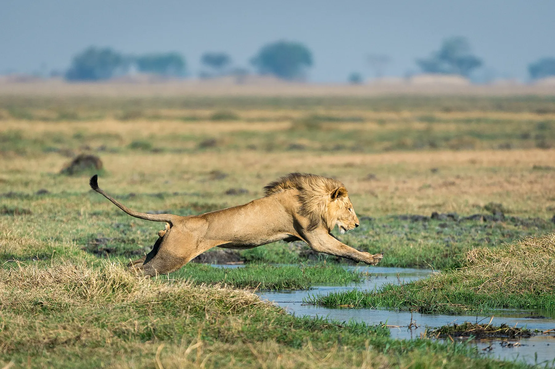 Shumba Camp en Busanga Plains