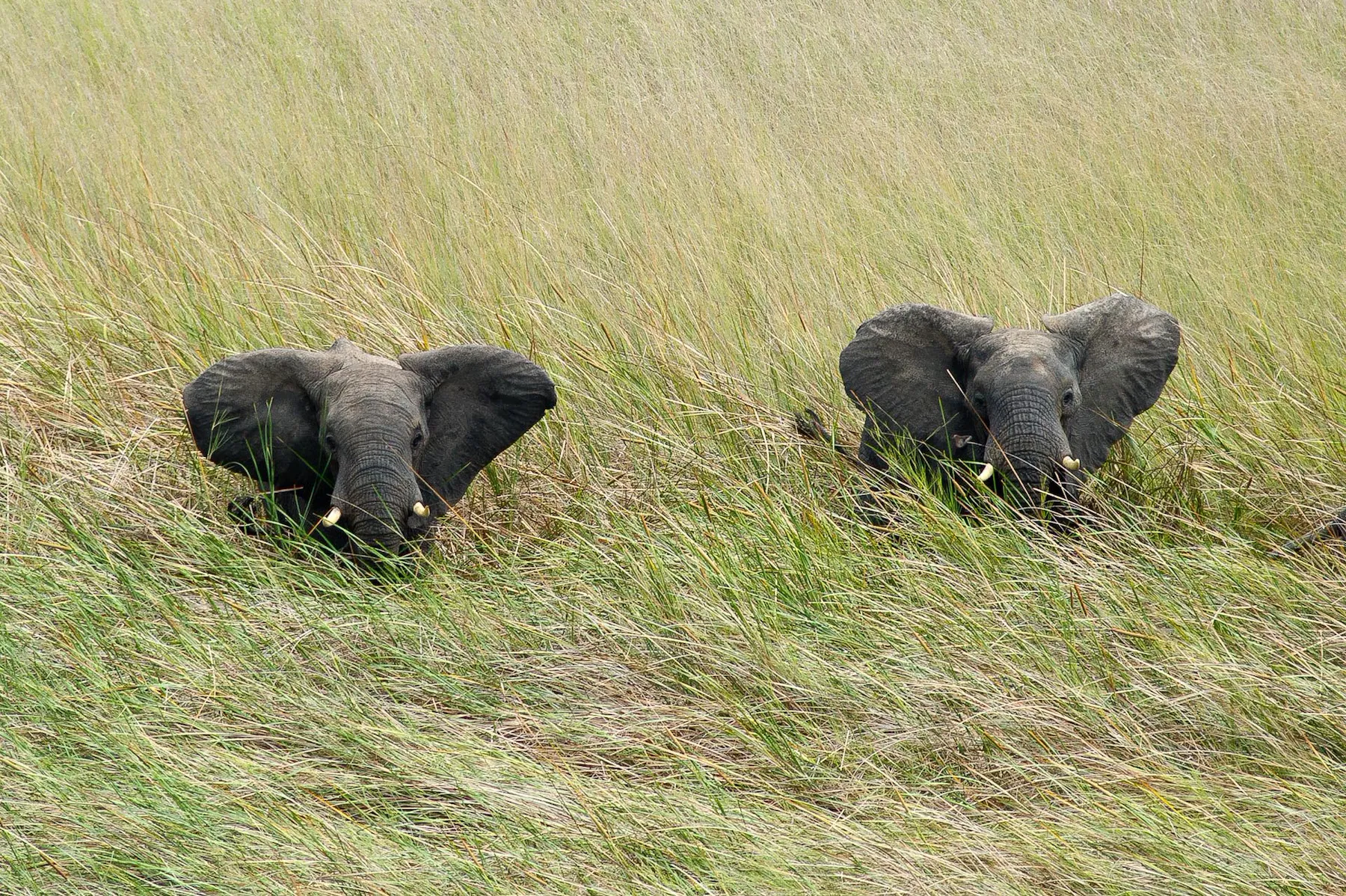Shumba Camp en Busanga Plains