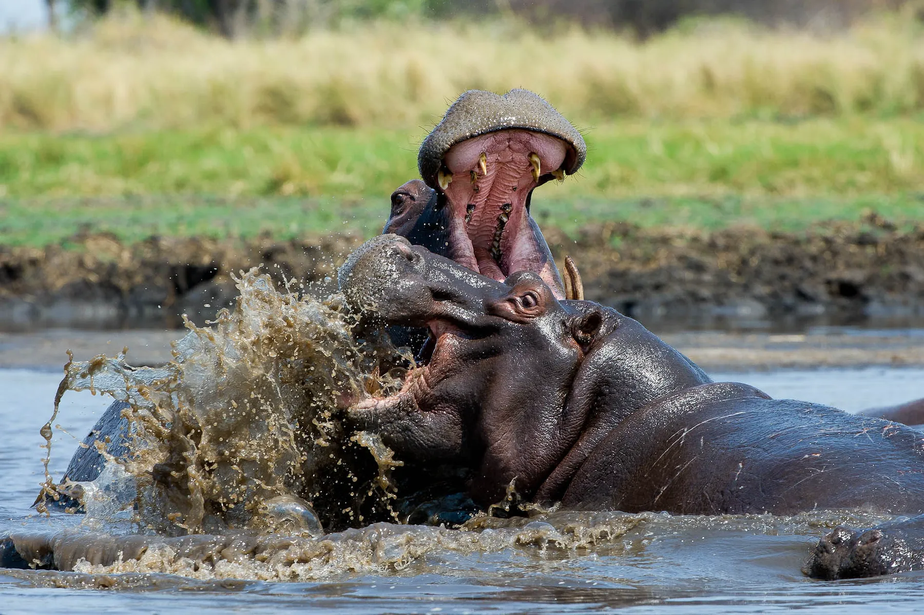 Shumba Camp en Busanga Plains