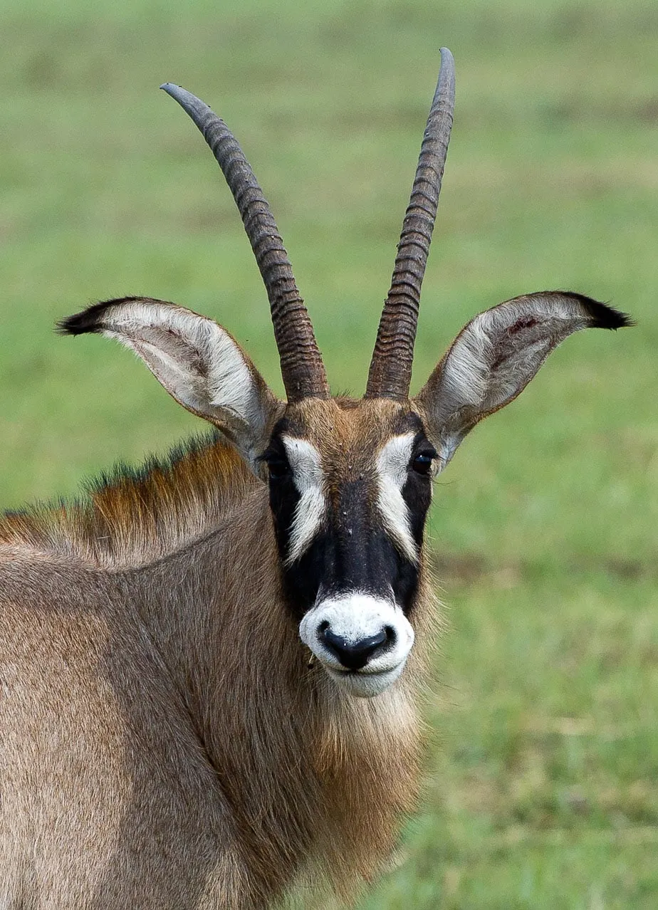 Shumba Camp en Busanga Plains