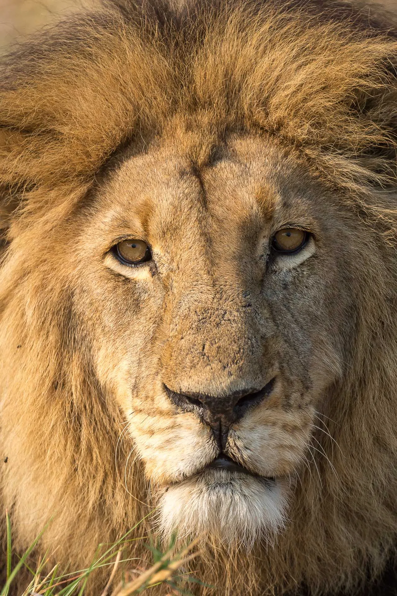 Shumba Camp en Busanga Plains