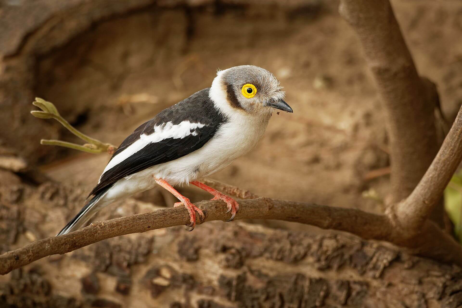 White crested helmet skrike kruger ss