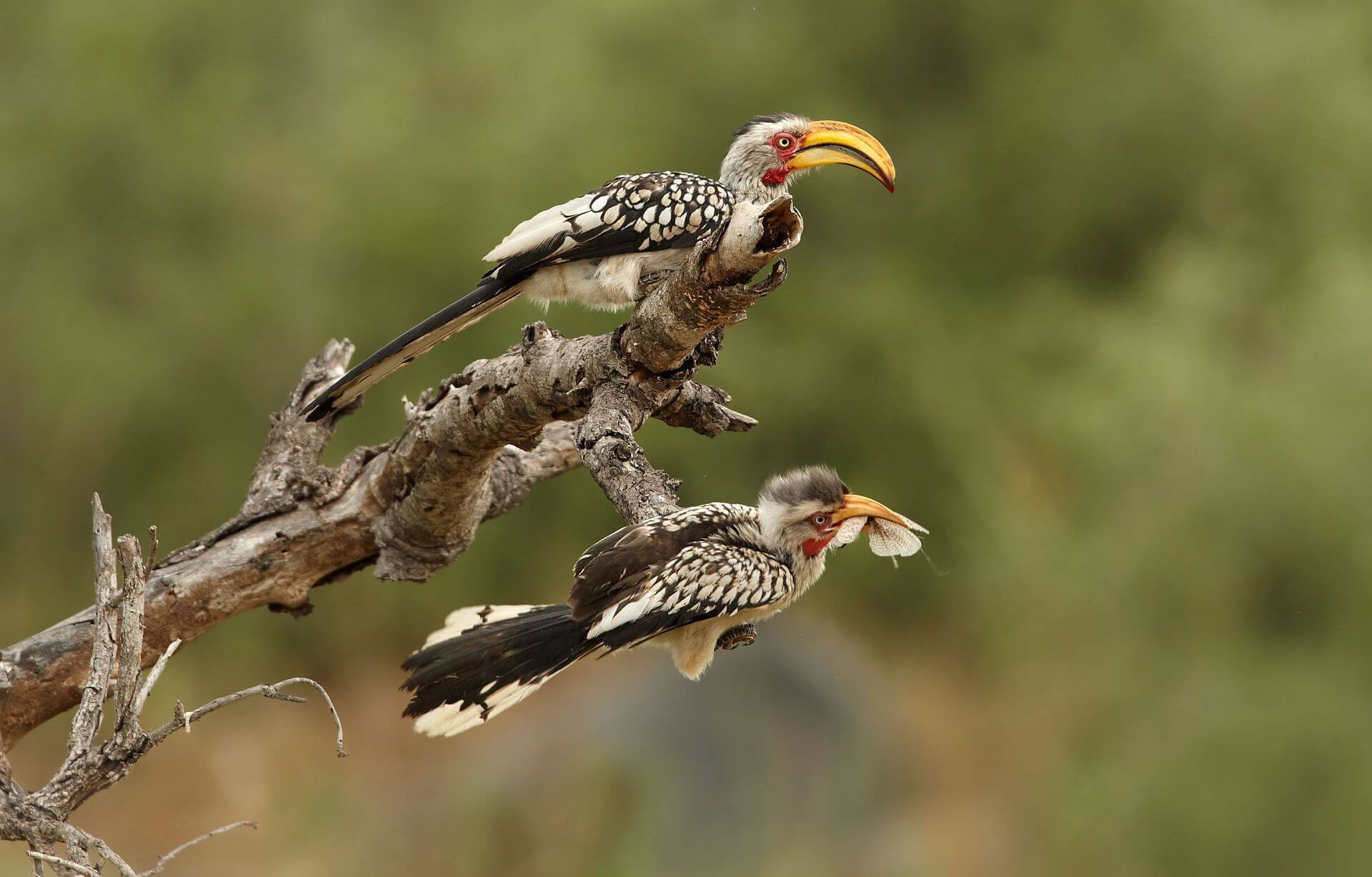 Kruger timbavati yellow billed hornbills ss