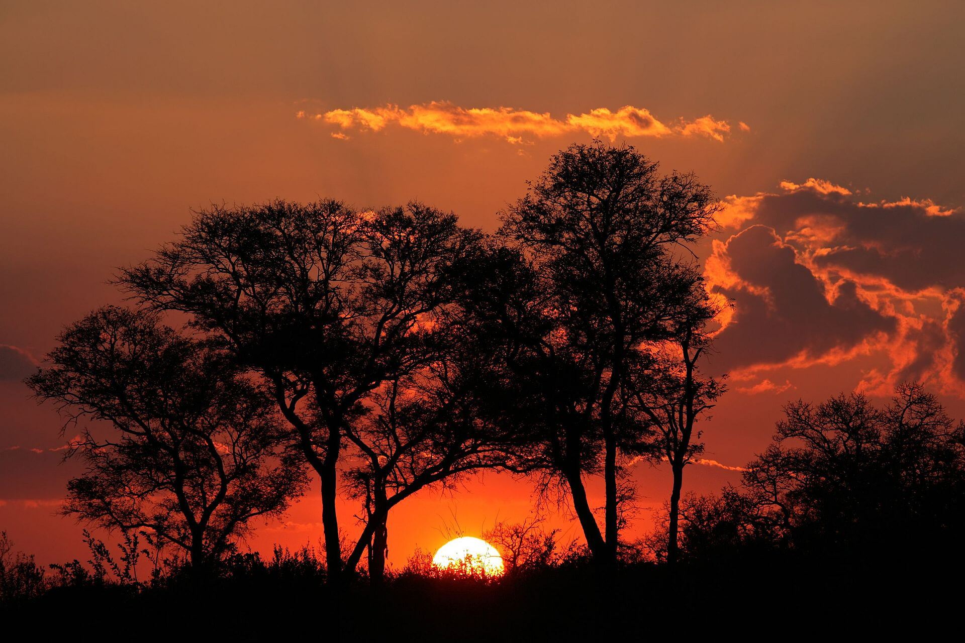 Greater kruger sunset with silhouetted africa bs532702061