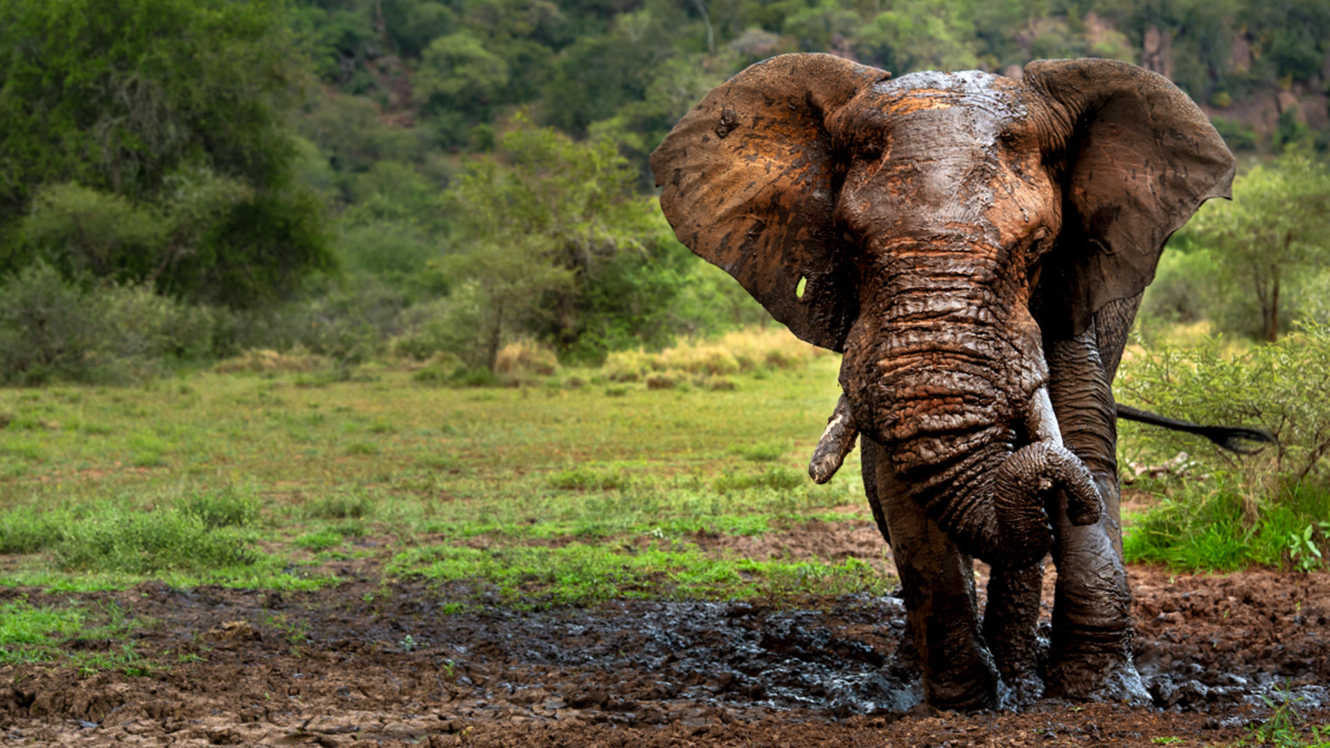 Elephant singita grumeti reserve ross couper 34