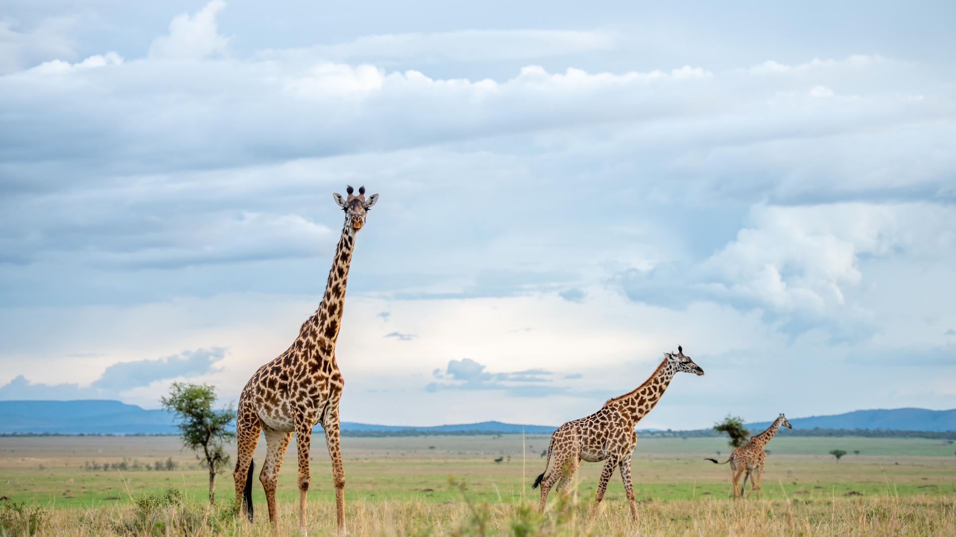 Singita i ross couper