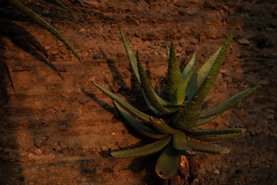 Kruger national park landscapes aloe ross couper a2l06311