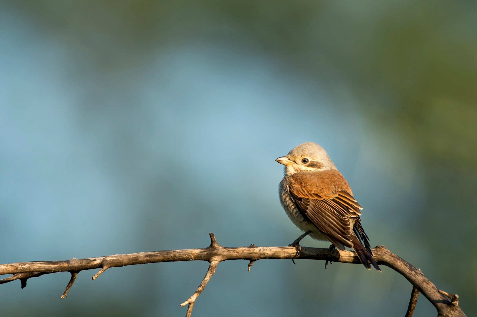 Sp bird shrike red backed ross couper 1