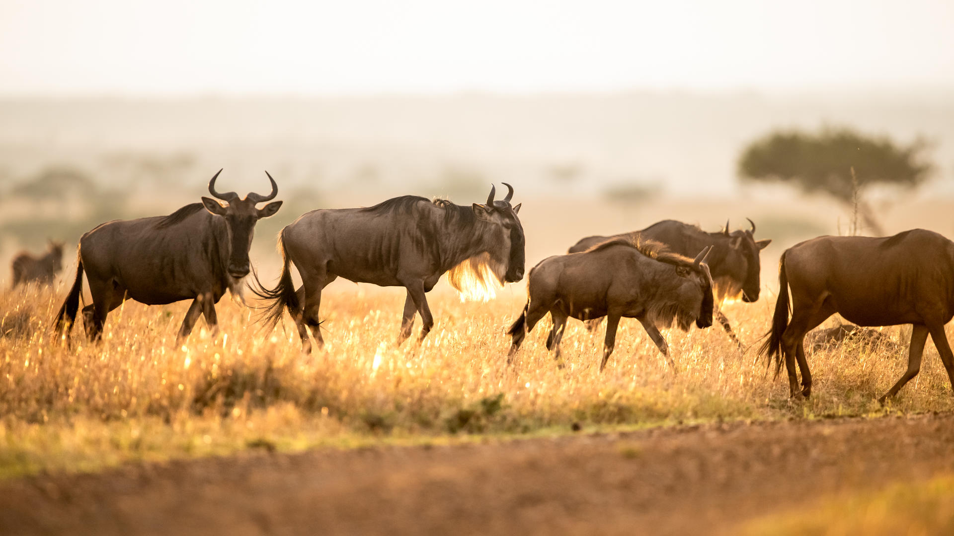 Sg wildlife wildebeest ross couper 26